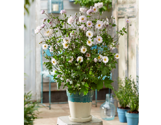 A large green plant in a pot withe large white flowers.