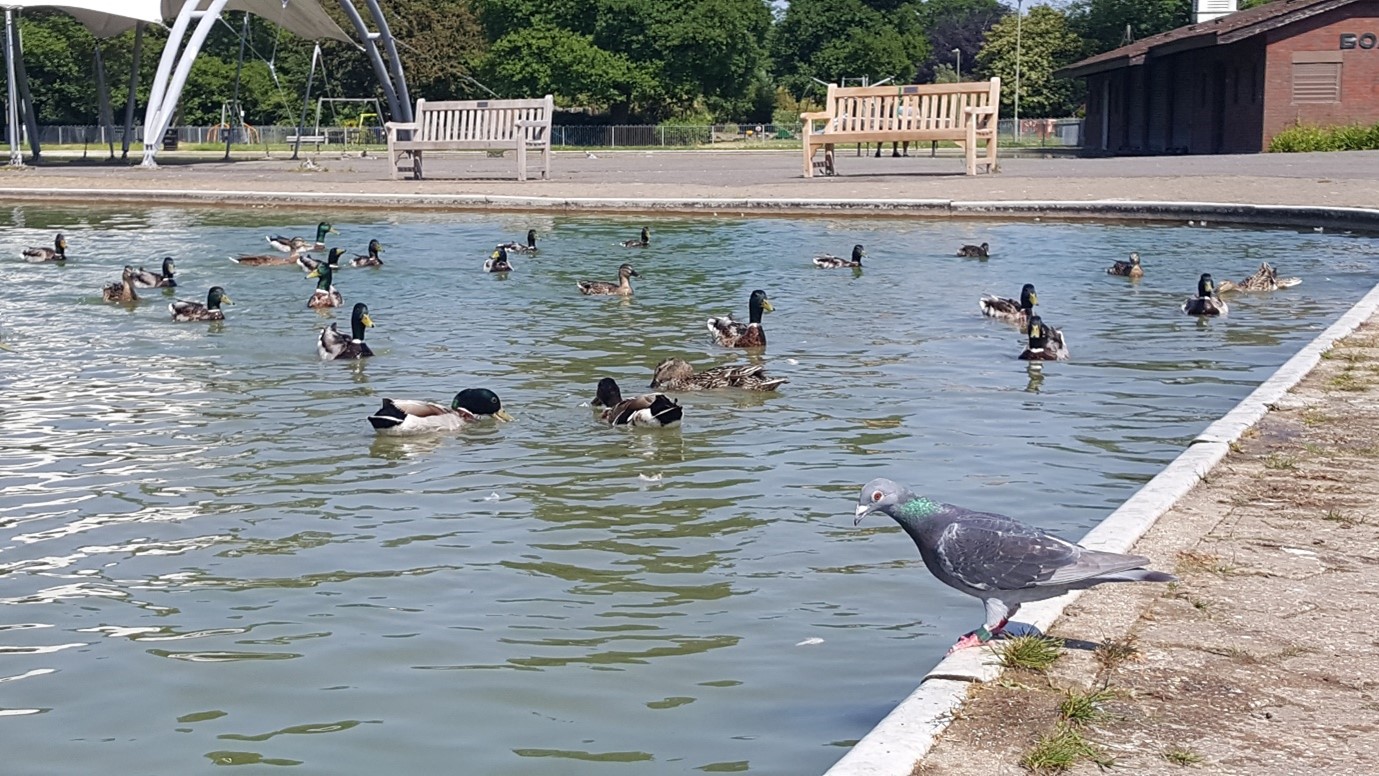 There are lots of ducks on the lake with a pigeon sitting on the side.