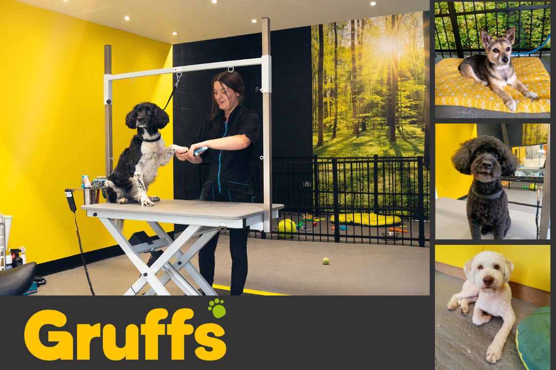 A person grooms a black and white dog. Three dogs are in pictures to the side.