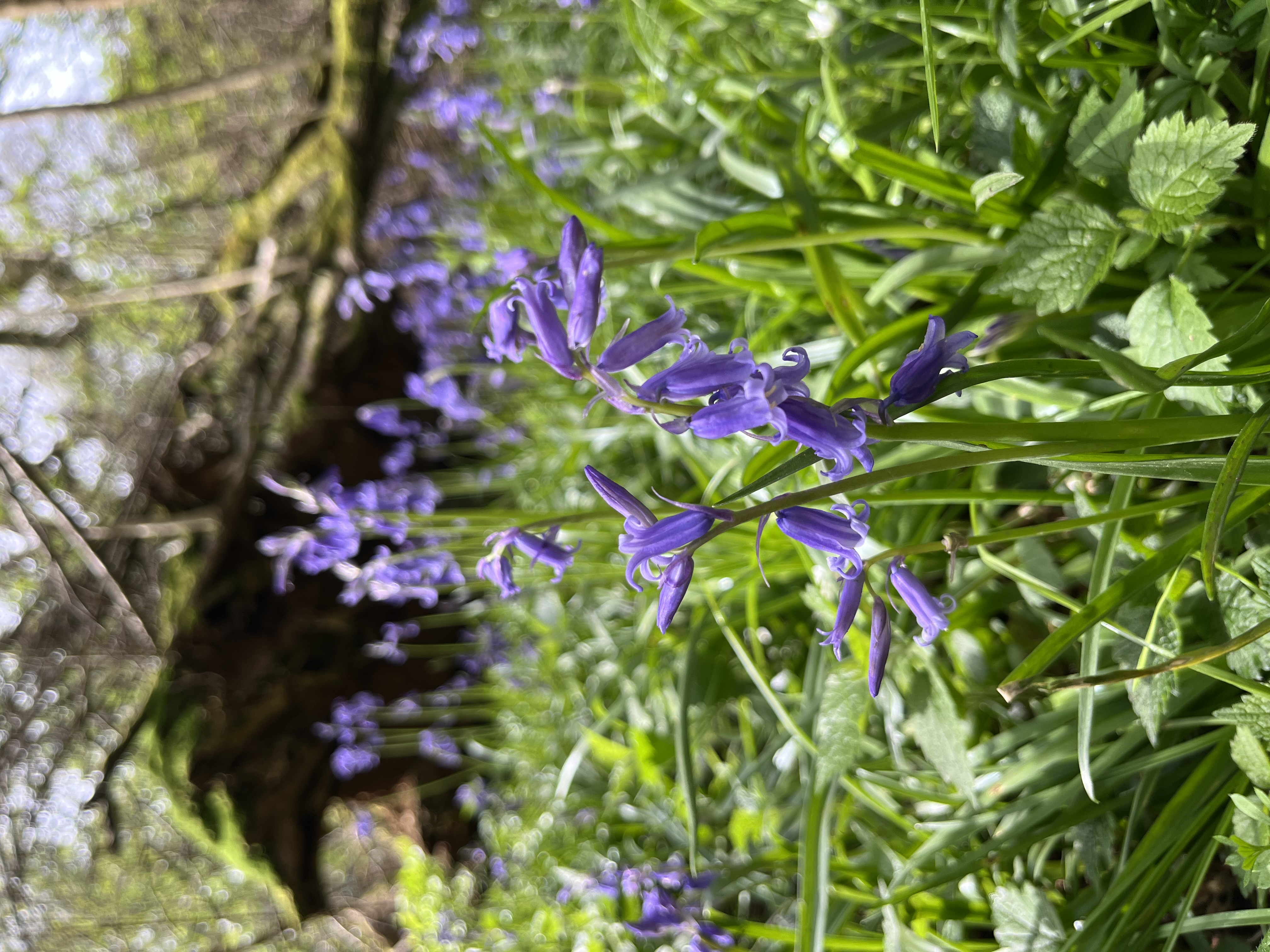 A close up photograph of vibrant bluebells. The background is blurred.
