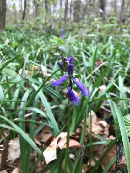 A close up photograph of vibrant bluebells. The woodland background is blurred.