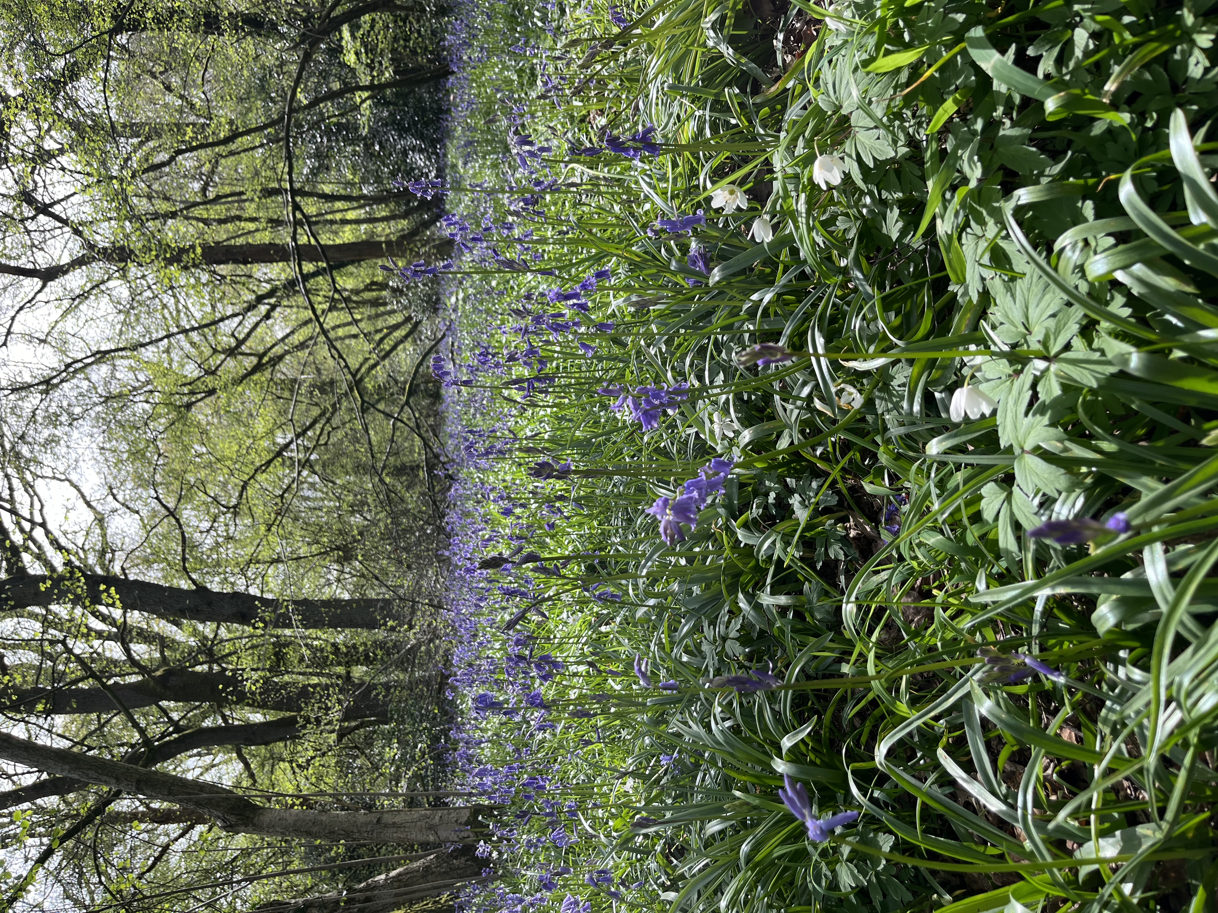 A photograph of a large display of vibrant bluebell within an open woodland.