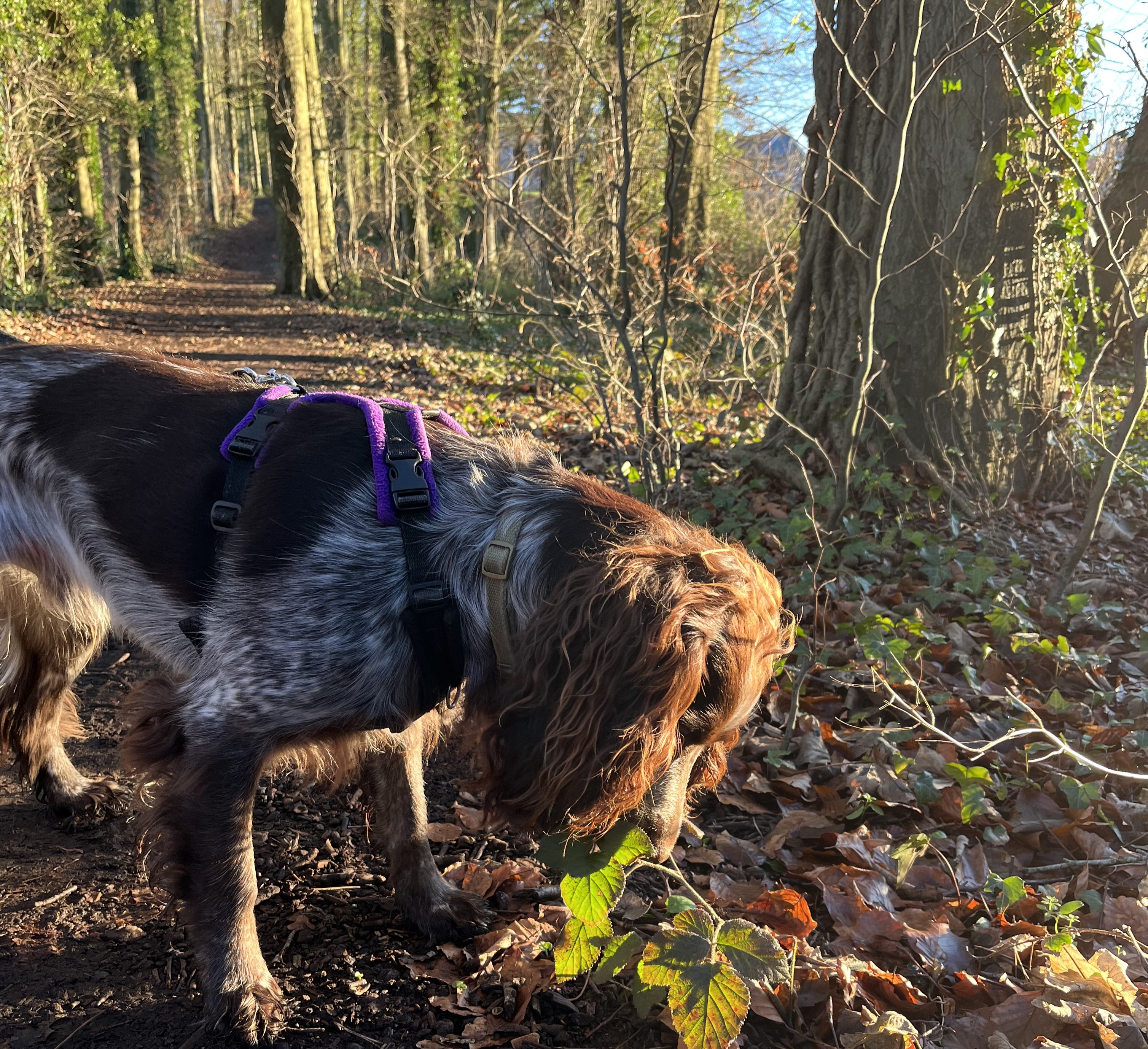 A dog in Basing Woods
