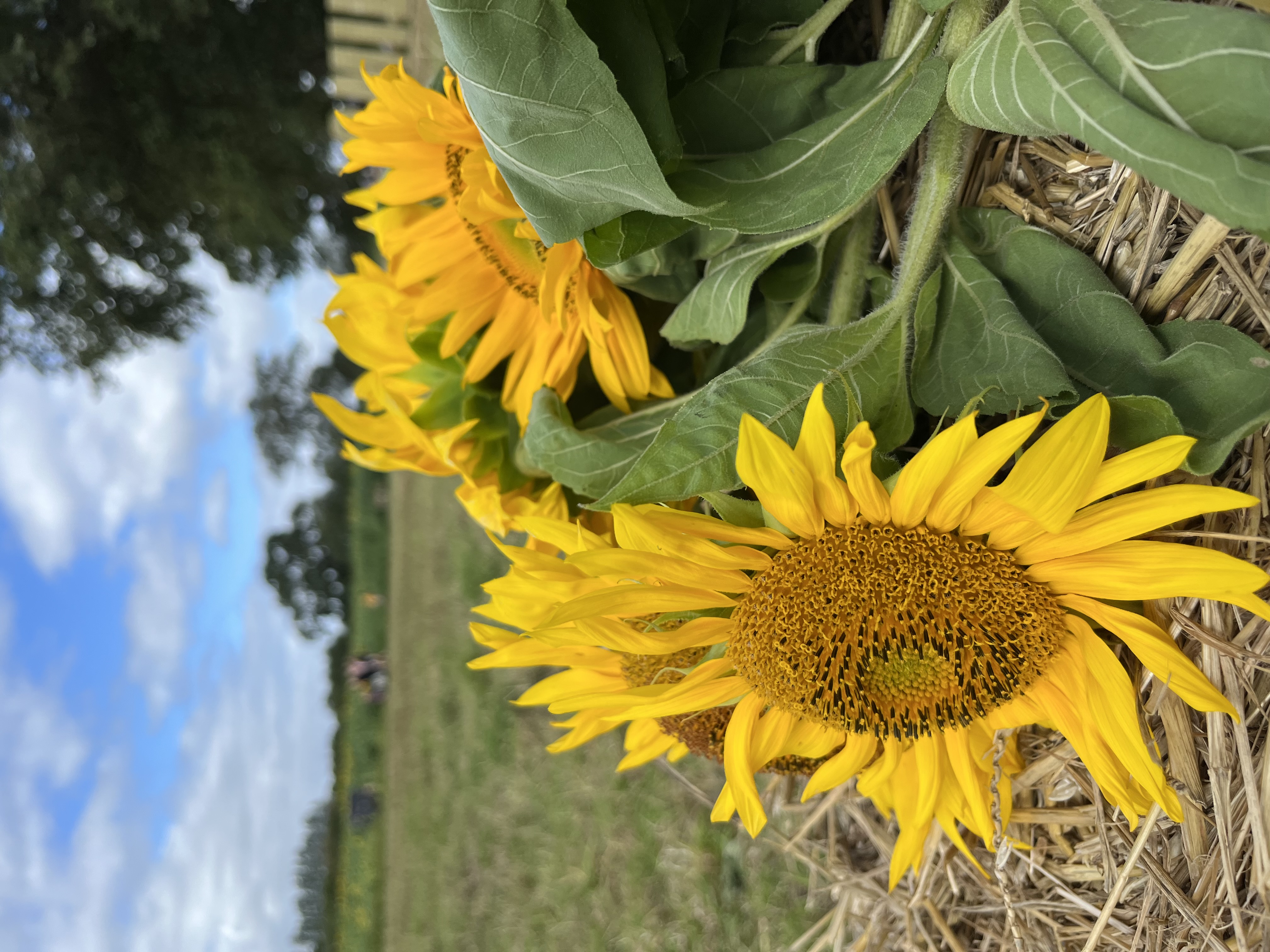 Images of bright yellow sunflowers laid on top of a hay bale. The background sunflower field is out of focus.