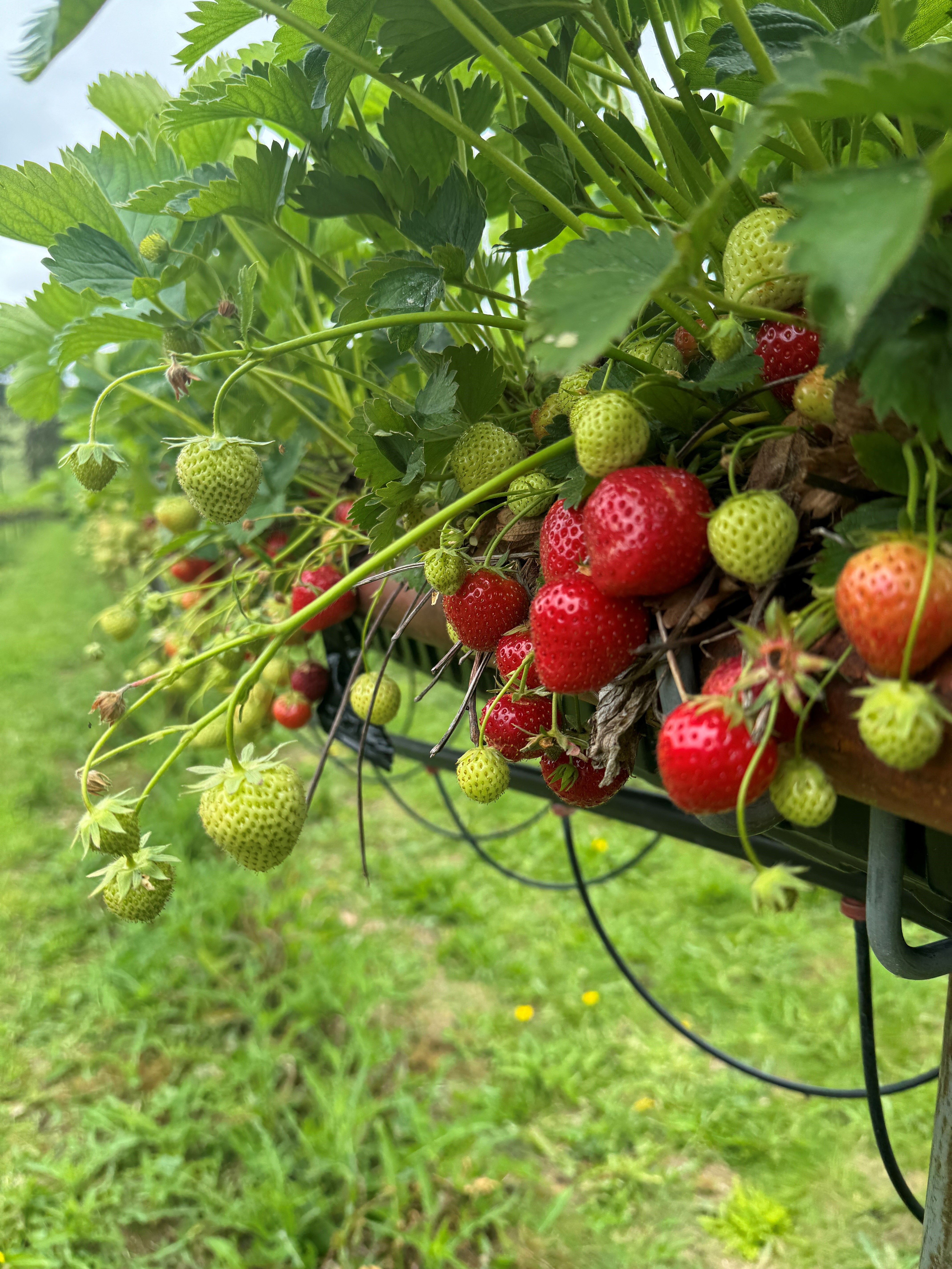 A photograph of strawberry plants growing in raised beds.