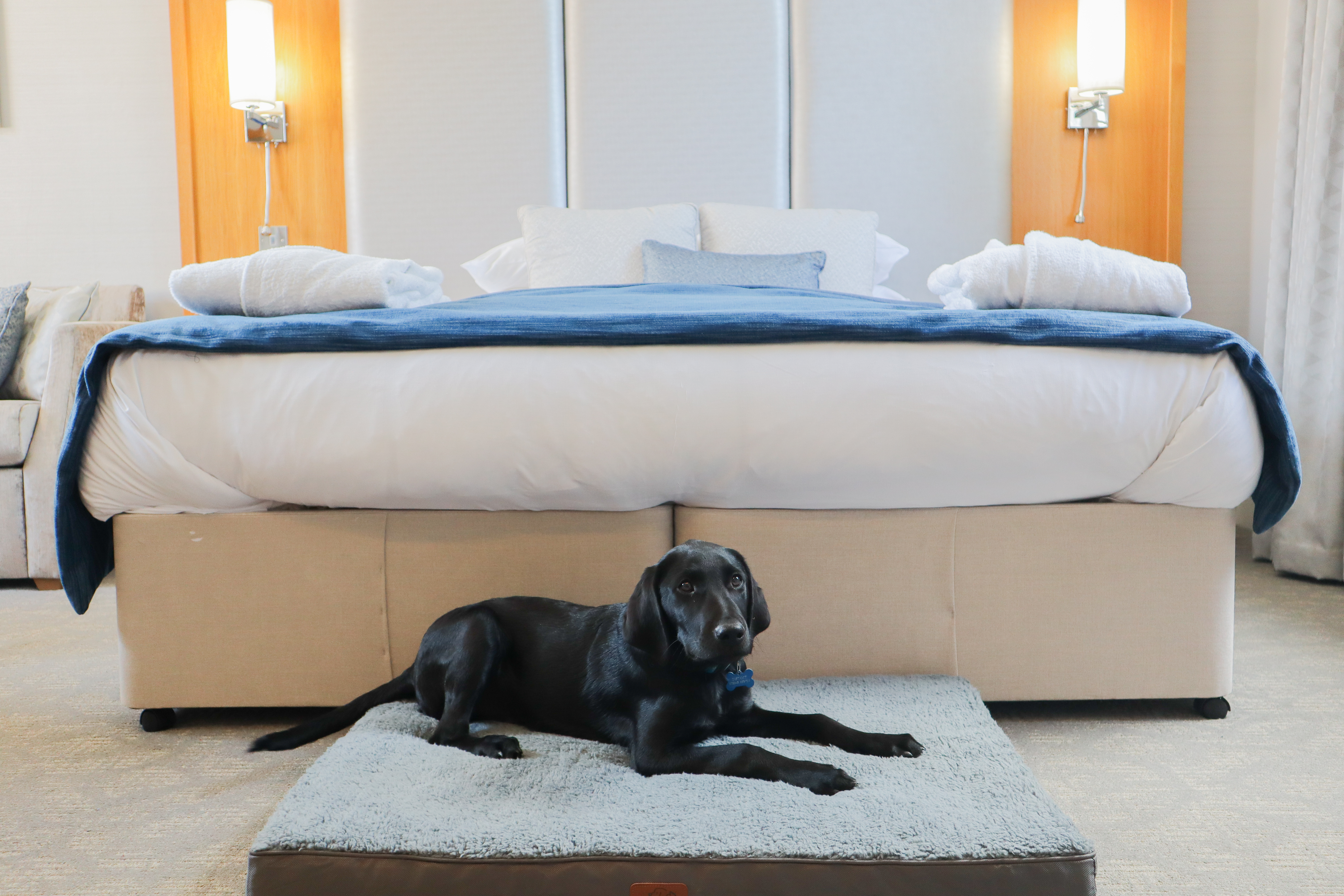 A black dog lays on a cosy dog bed beside a kingsize bed at Oakley Hall Hotel.