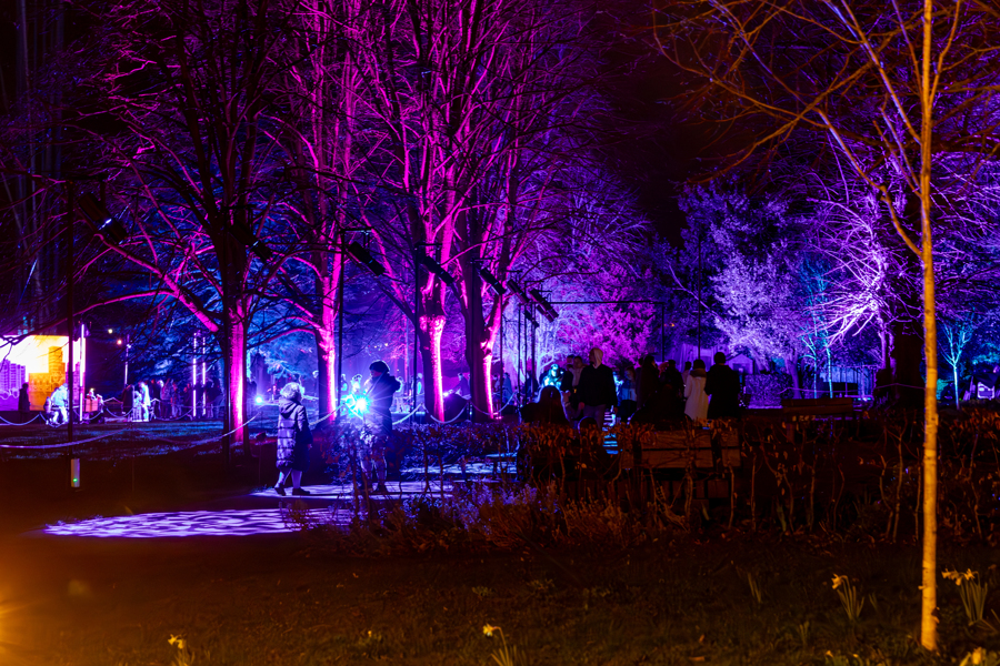 Images of the trees in War Memorial Park lit up in purple