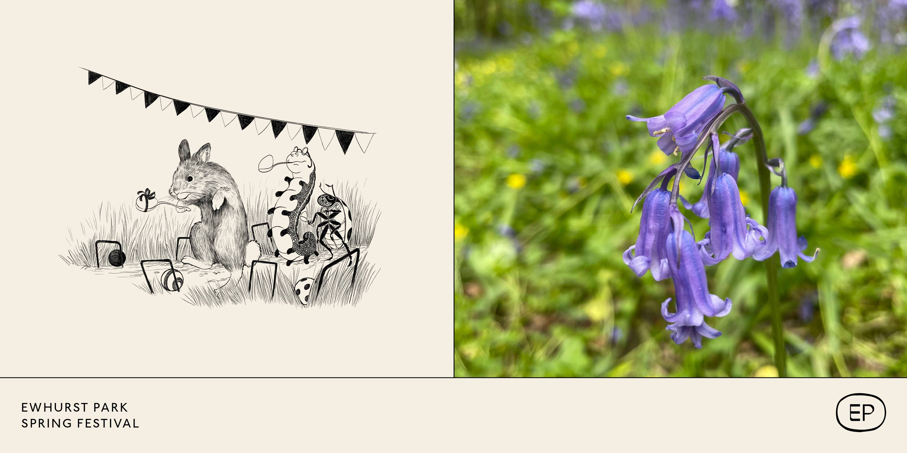 Bluebells