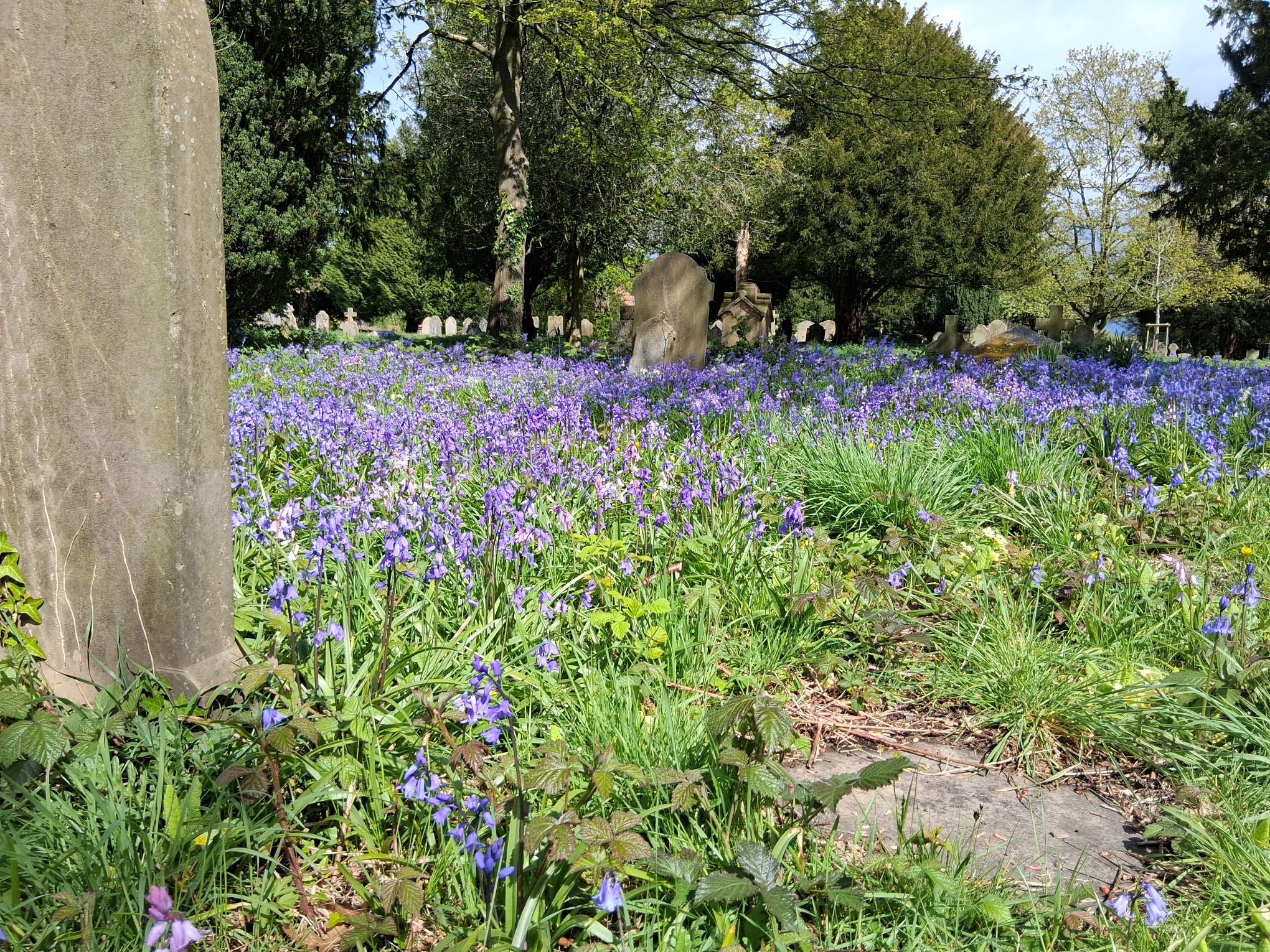 A display of bluebells at Holy Ghost Cemetery on a bright spring day.