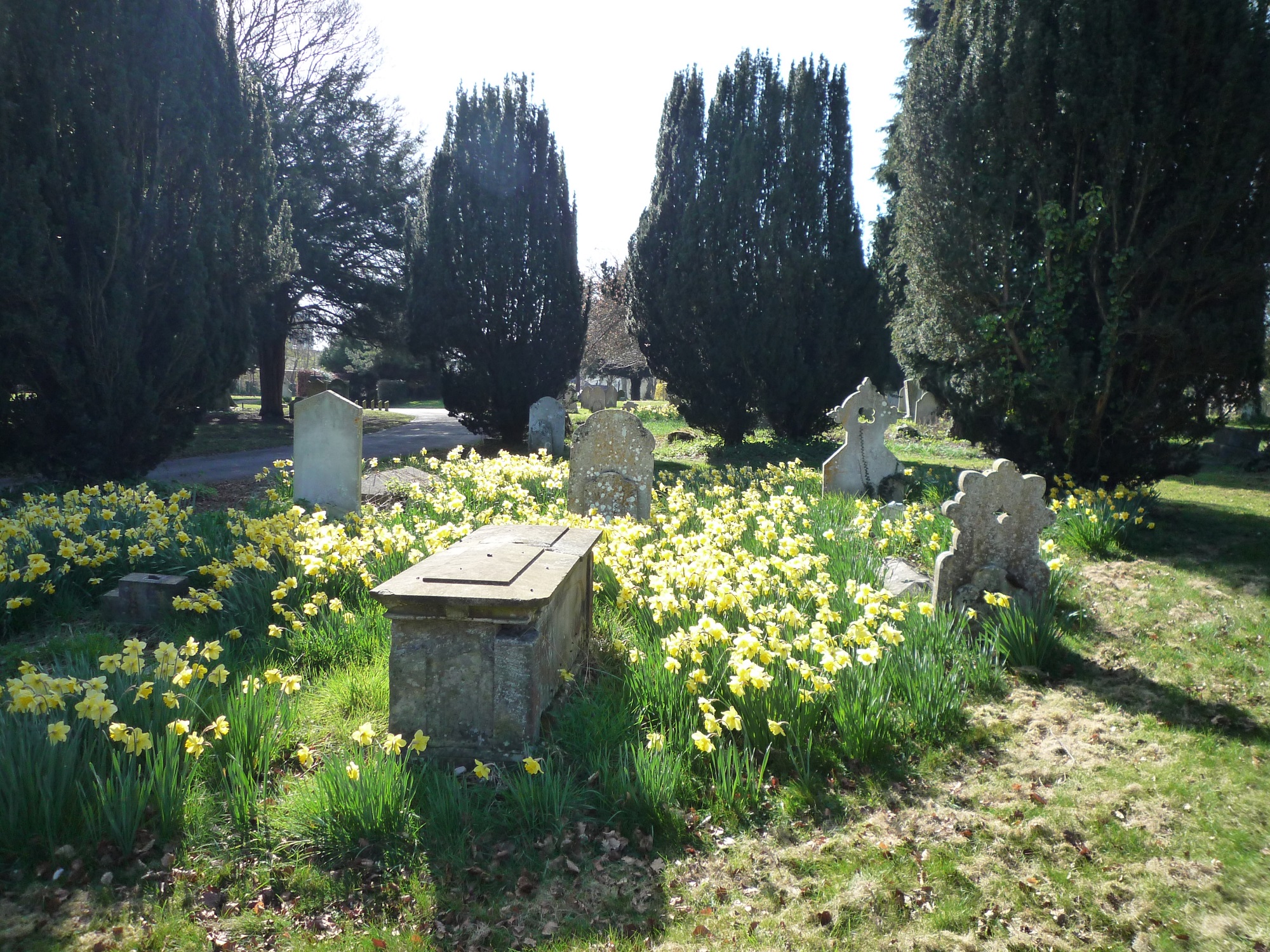 Headstones surrounded by lots of daffodils