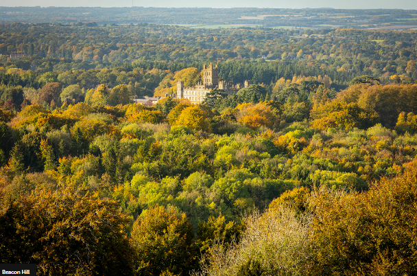 Beacon Hill is visable through a sea of green trees.