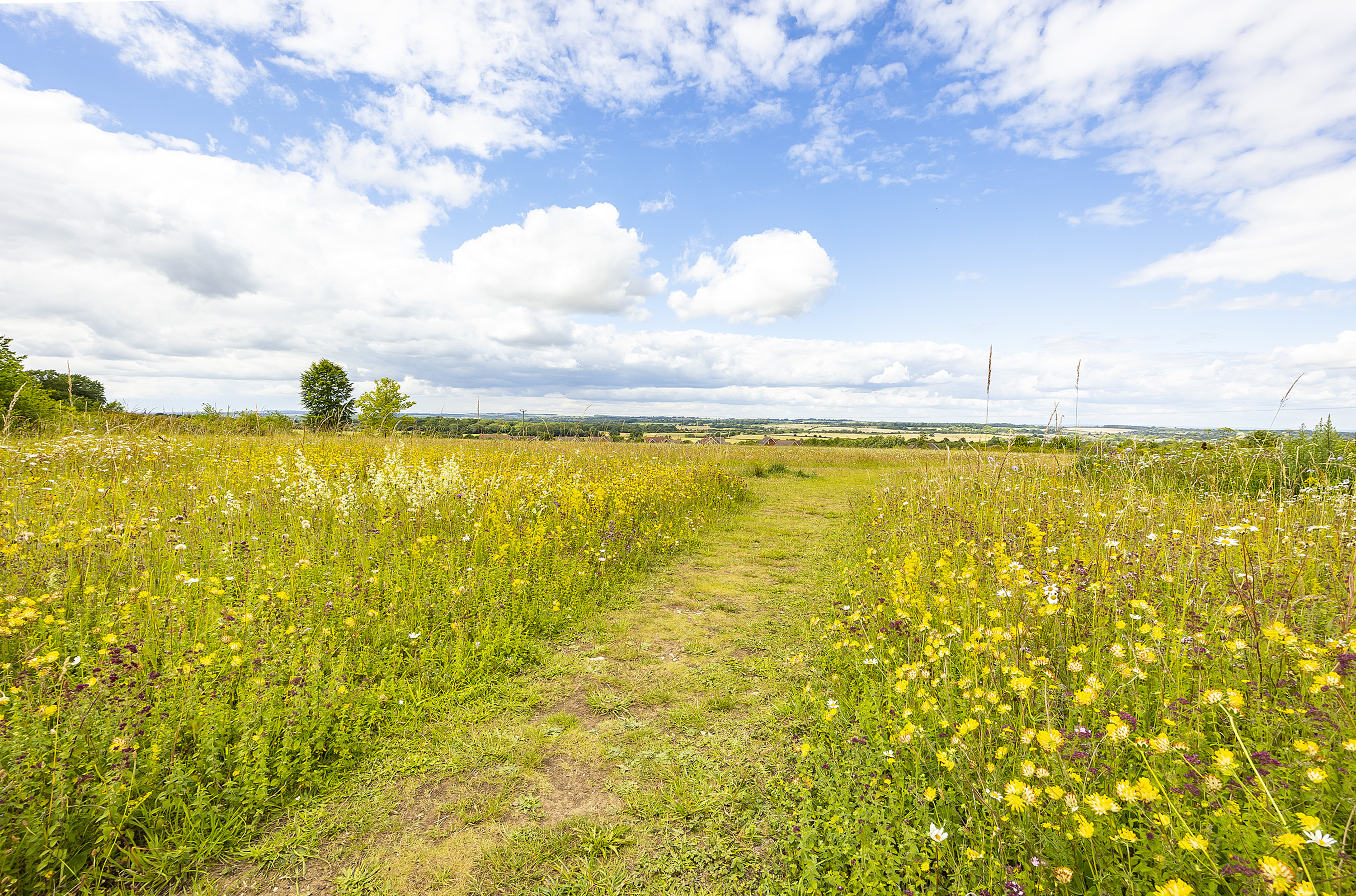 Wilflowers at Old Down