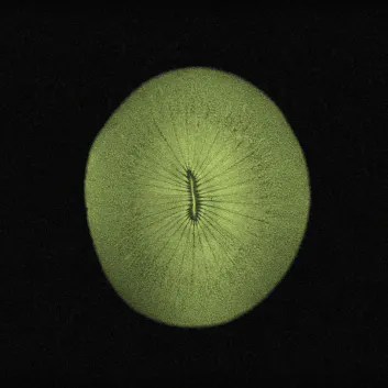 A green circular shape with black background source branding