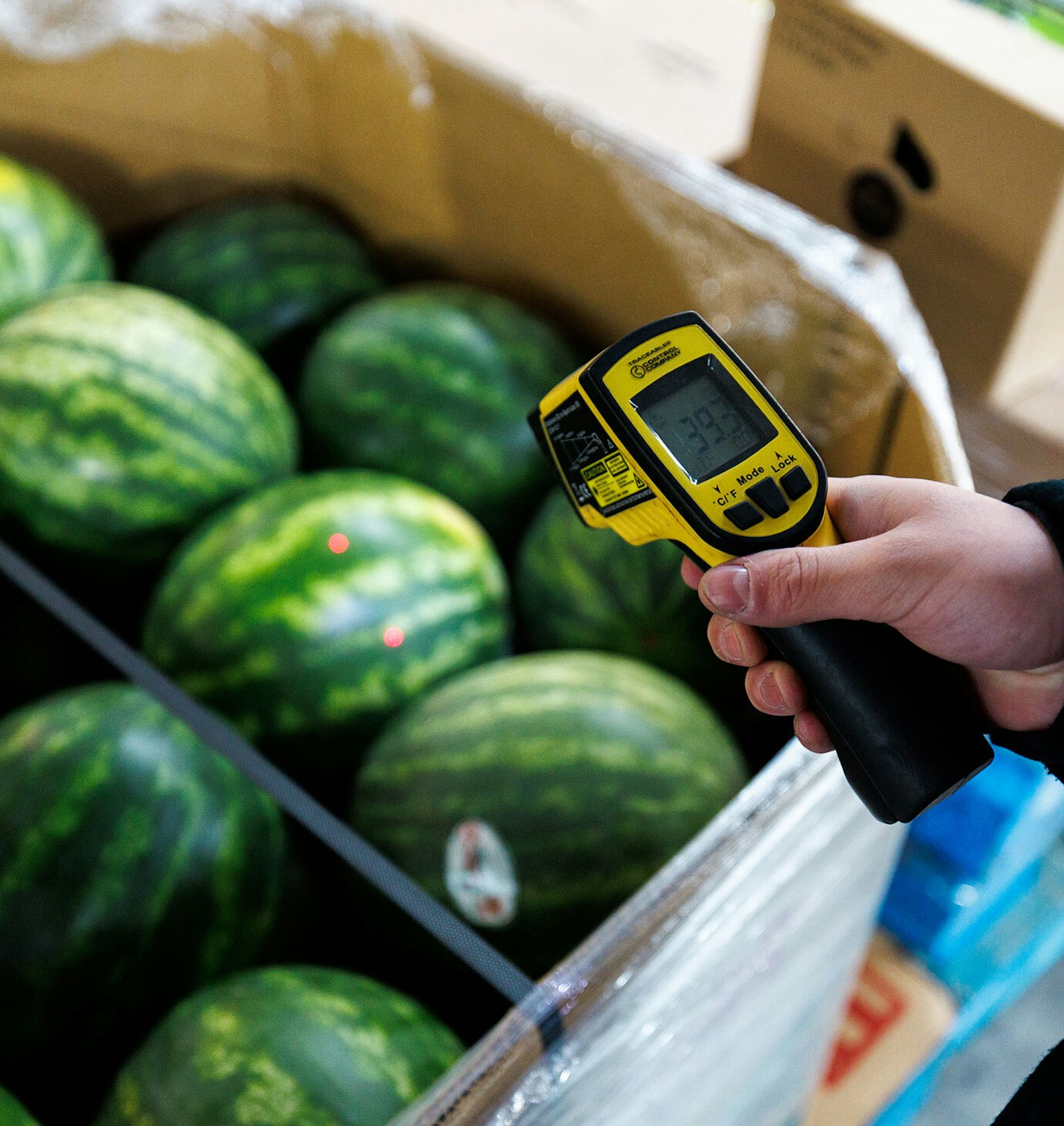 A Groupe Morneau employee ensures quality control by checking a watermelon’s temperature for a delivery.