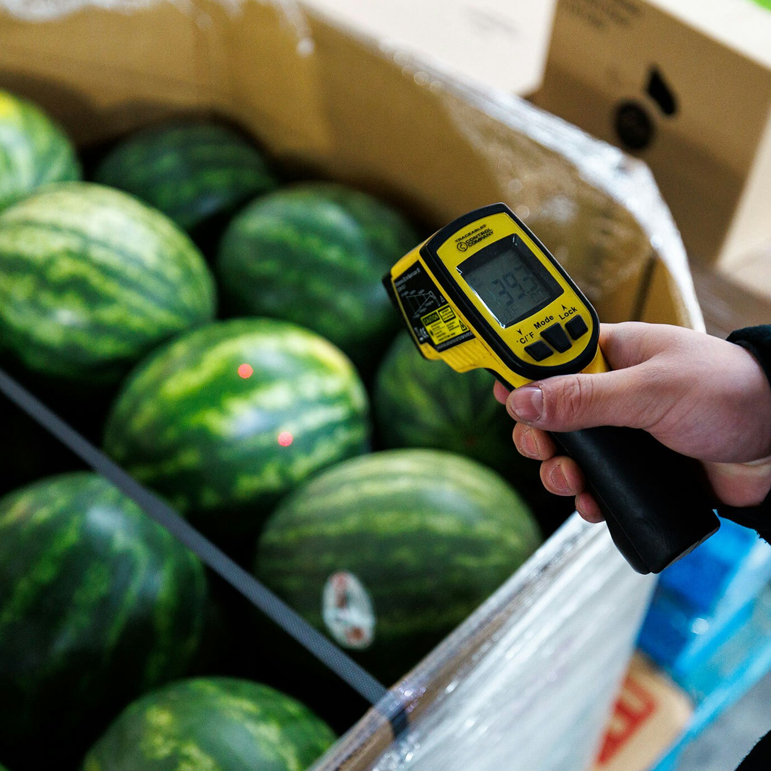 A Groupe Morneau employee ensures quality control by checking a watermelon’s temperature for a delivery.