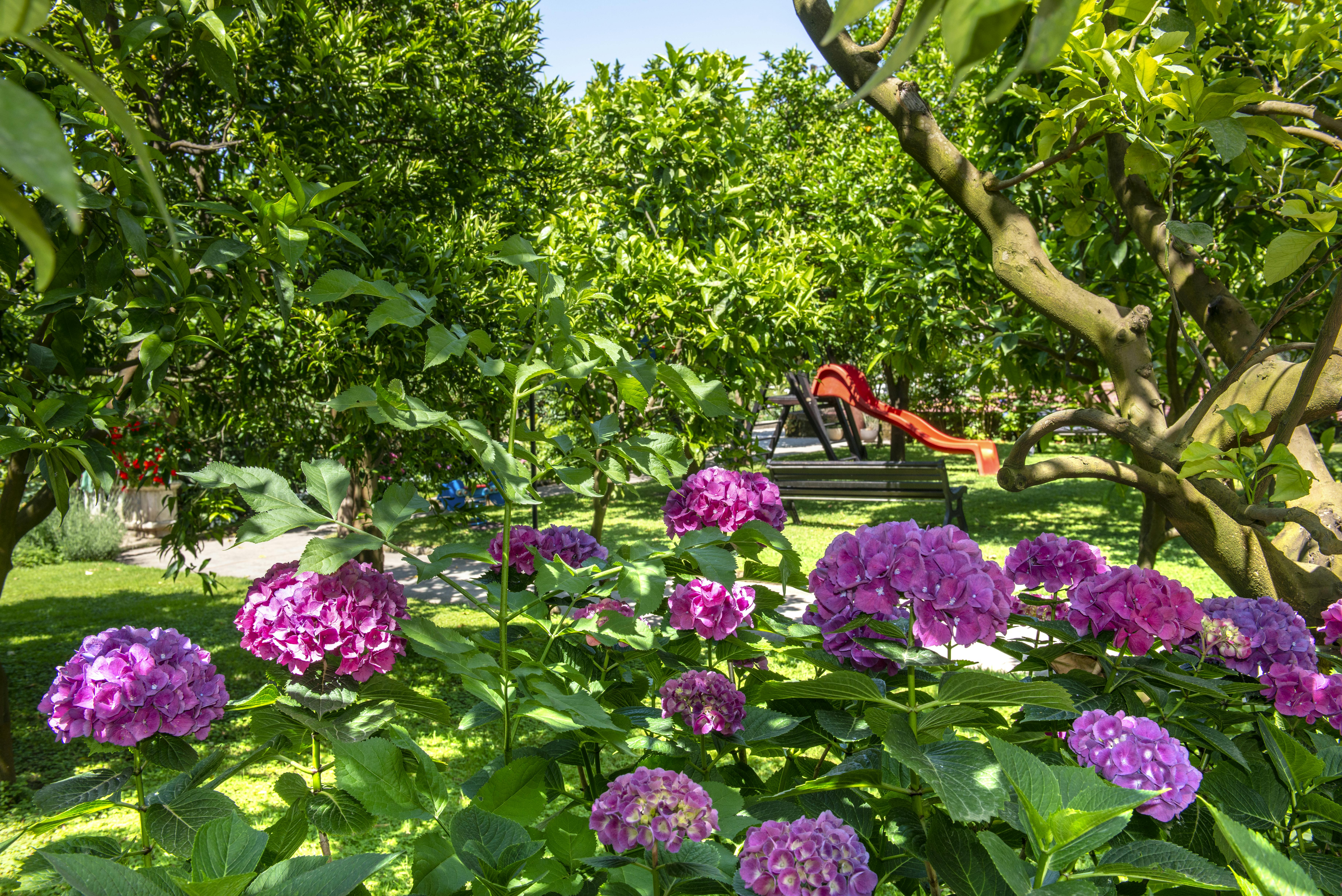 Giardino con fiori viola