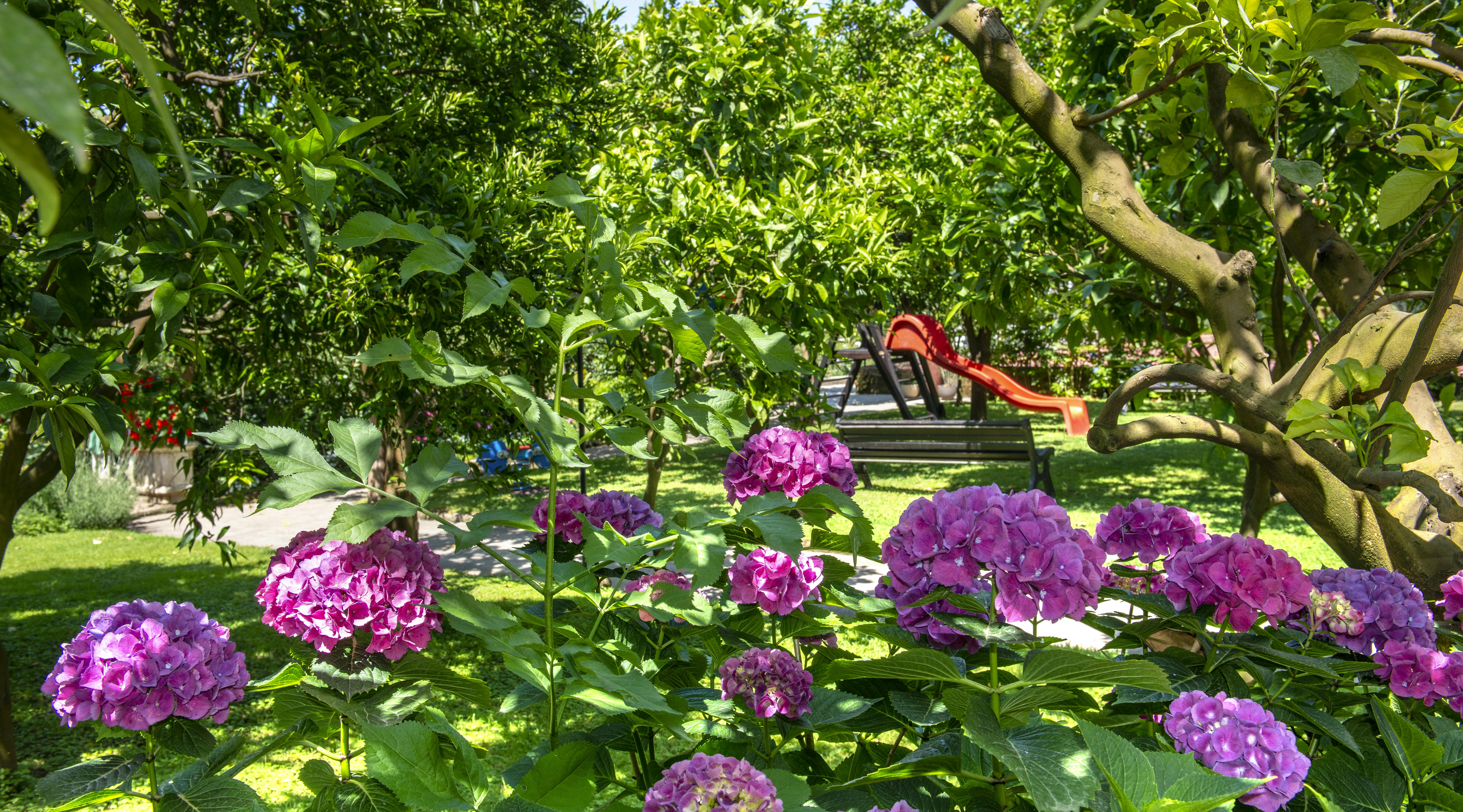 Giardino con fiori viola