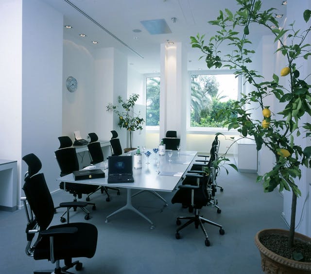 Sala riunioni con pareti bianche, sedie nere e una pianta