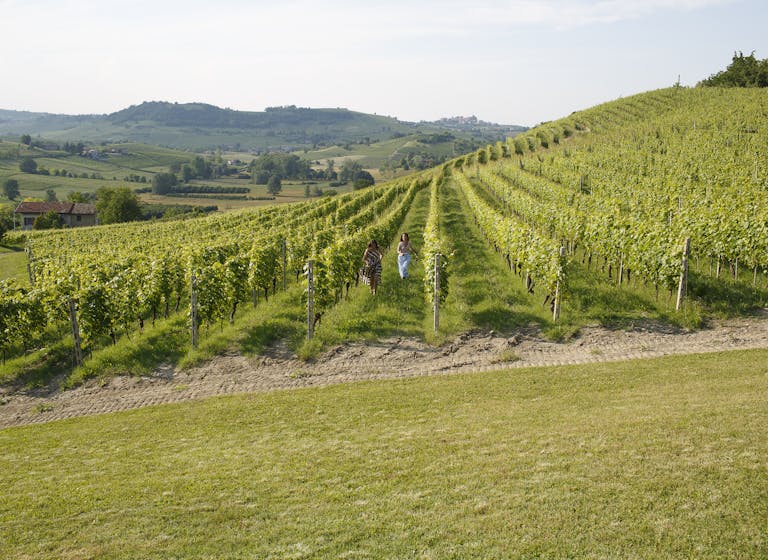 vineyard with people running