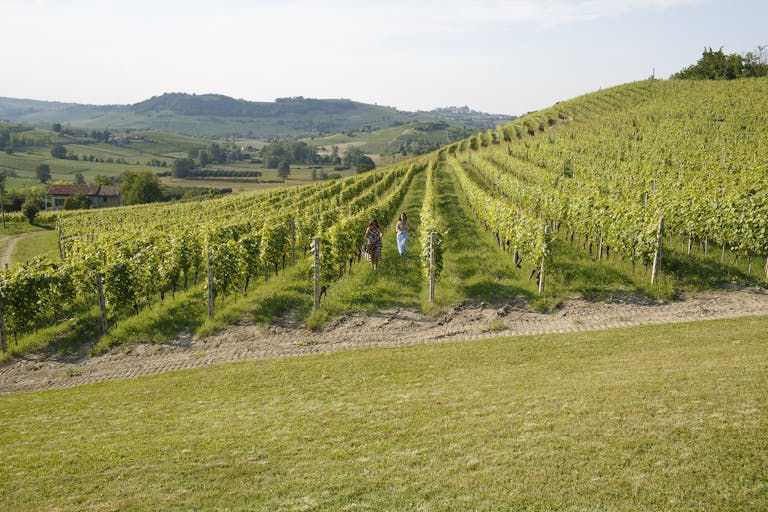 vineyard with people running