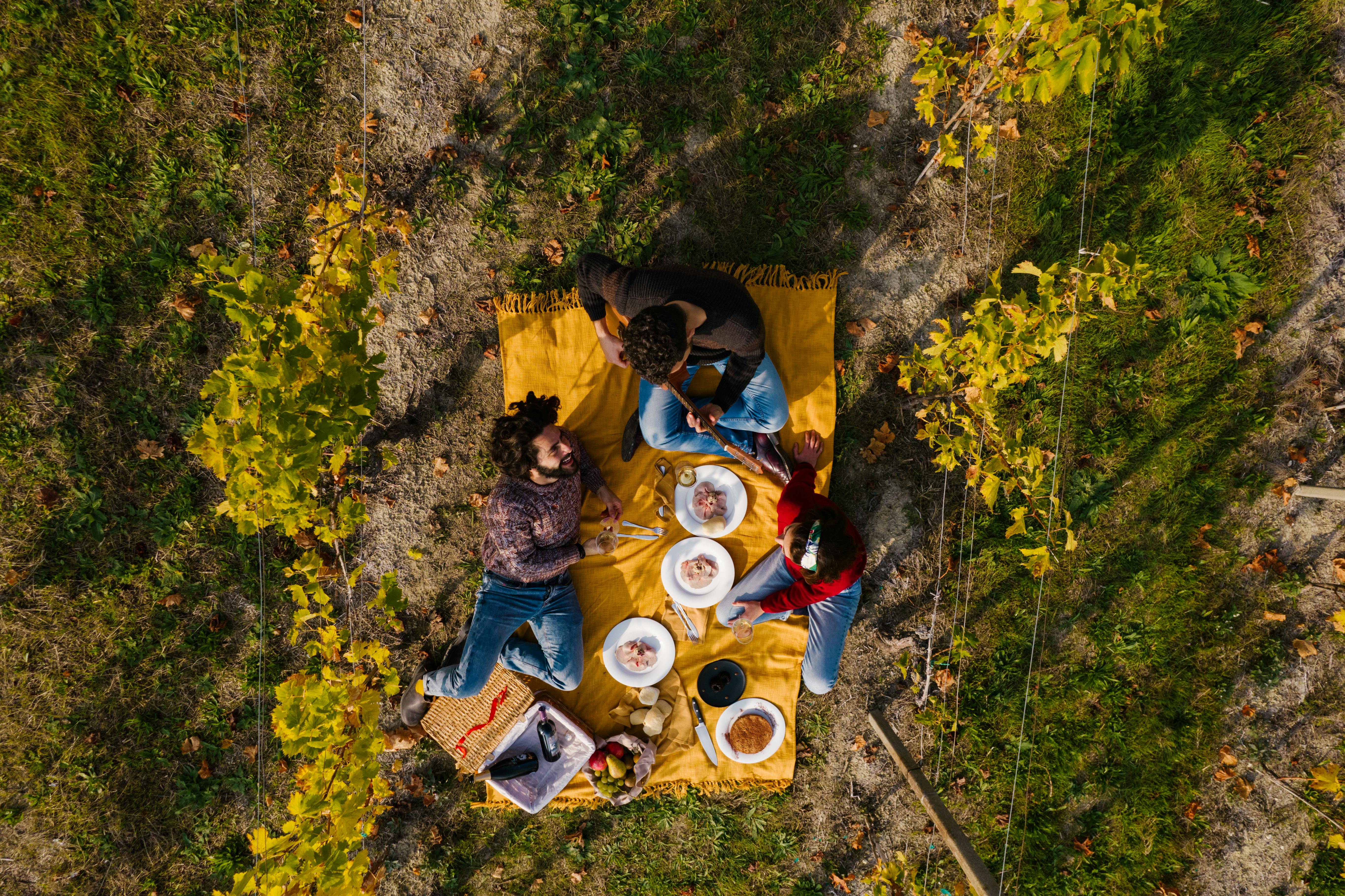 picnic in a vineyard
