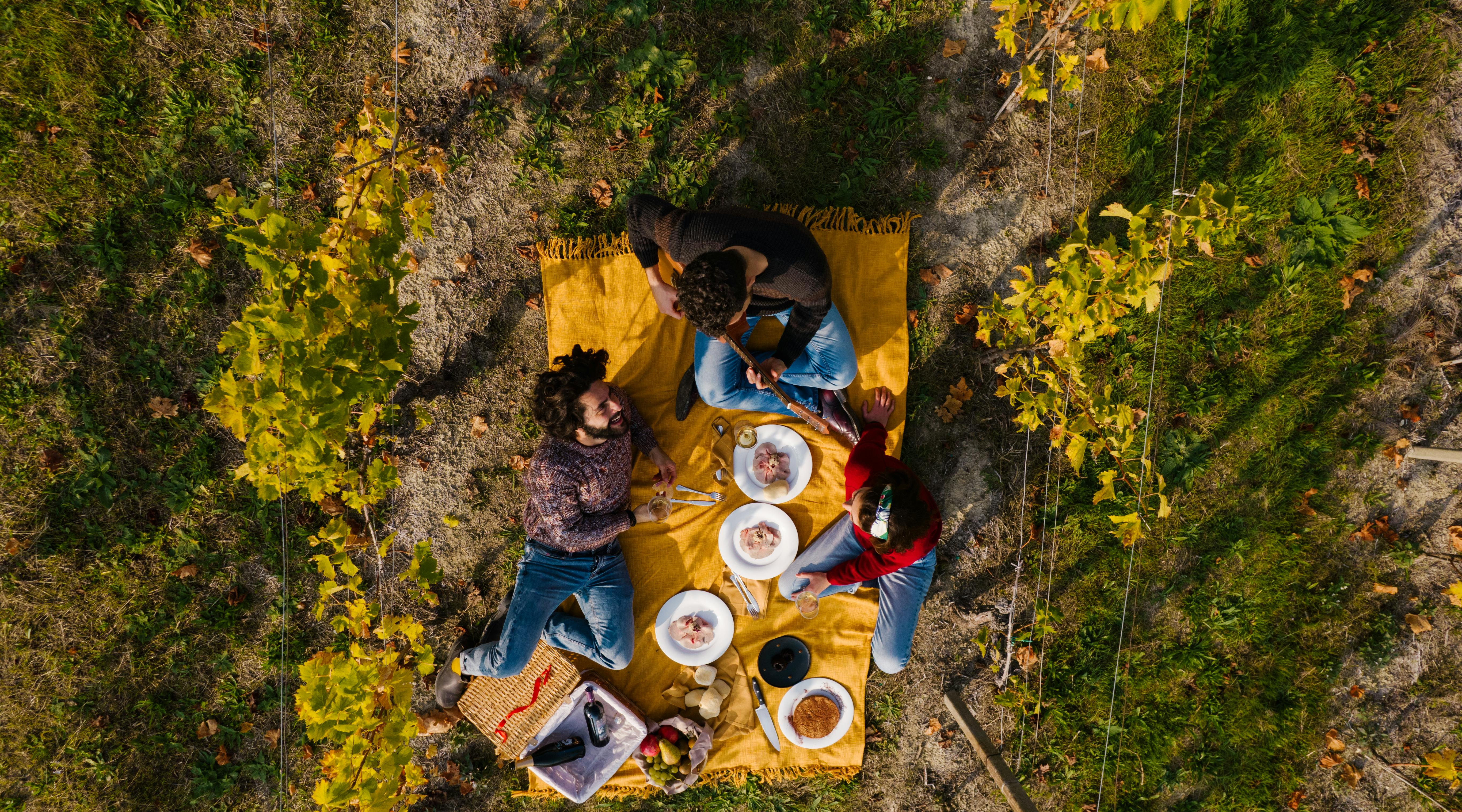 picnic in a vineyard