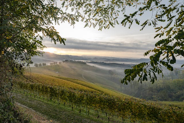 landscape with vineyards