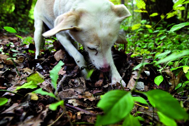 dog looking for truffles