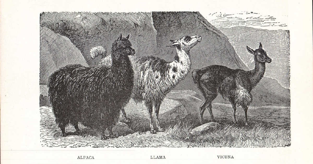 vicuna_header_(1)