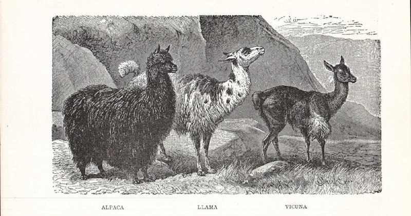 vicuna_header_(1)
