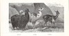 Vicuña: Fiber of Incan Royalty Image