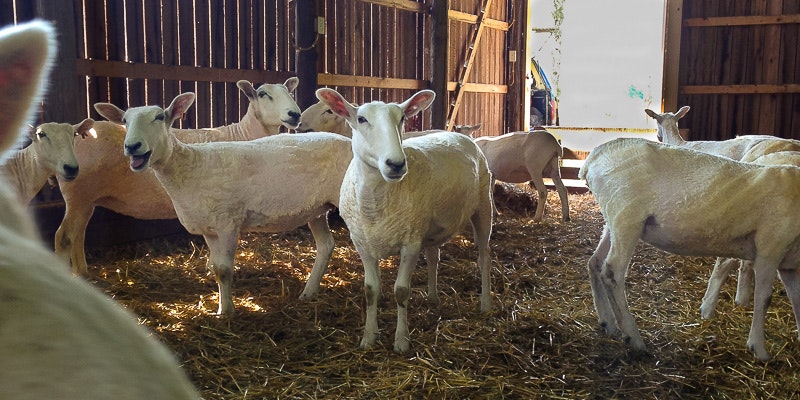Shearing day. Larson_Kate_RR_image_50_1