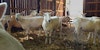 Roving Reporter: Fresh Fall Fleeces? Sheep Shearing in Autumn Image