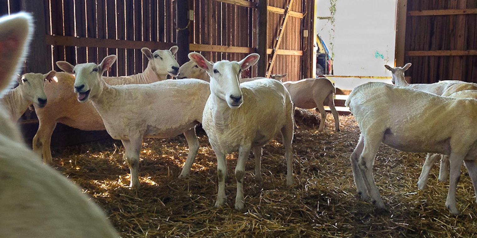 Shearing day. Larson_Kate_RR_image_50_1