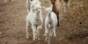 Handspun Fiber Friends Image