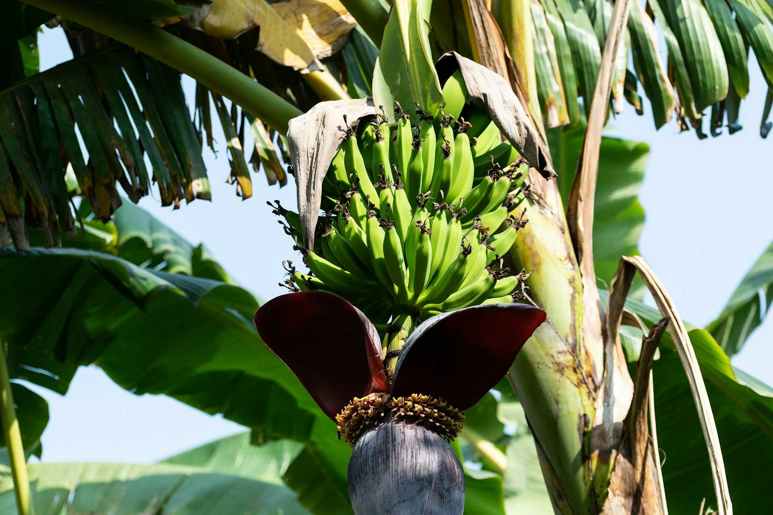 banana-plant