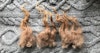 How to Spin Wool from an Icelandic Sheep Image