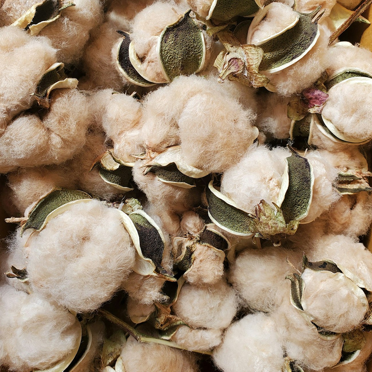 Sea-Island-brown-cotton