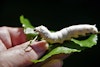 Have I Got Worms! by Jeannine Glaves Image