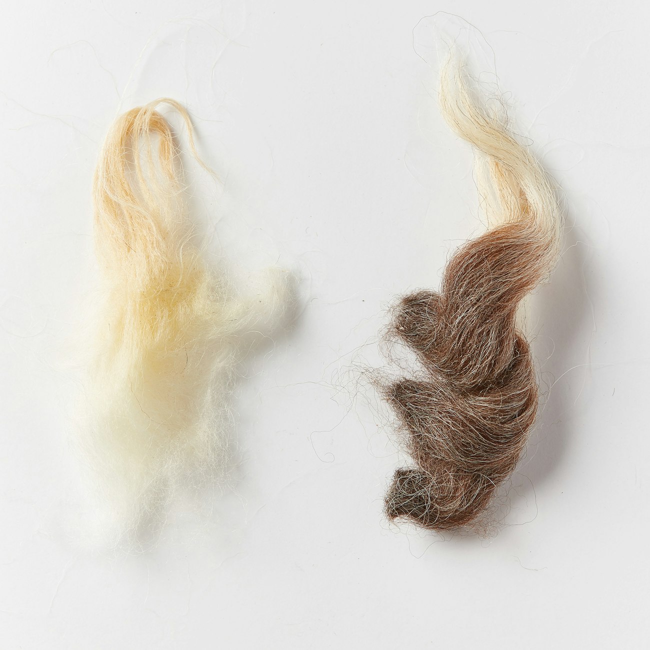 Wool, Hair, and Kemp: What’s in a Fleece? | Spin Off