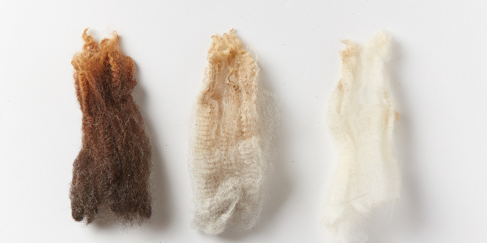 Wool, Hair, and Kemp: What's in a Fleece? | Spin Off
