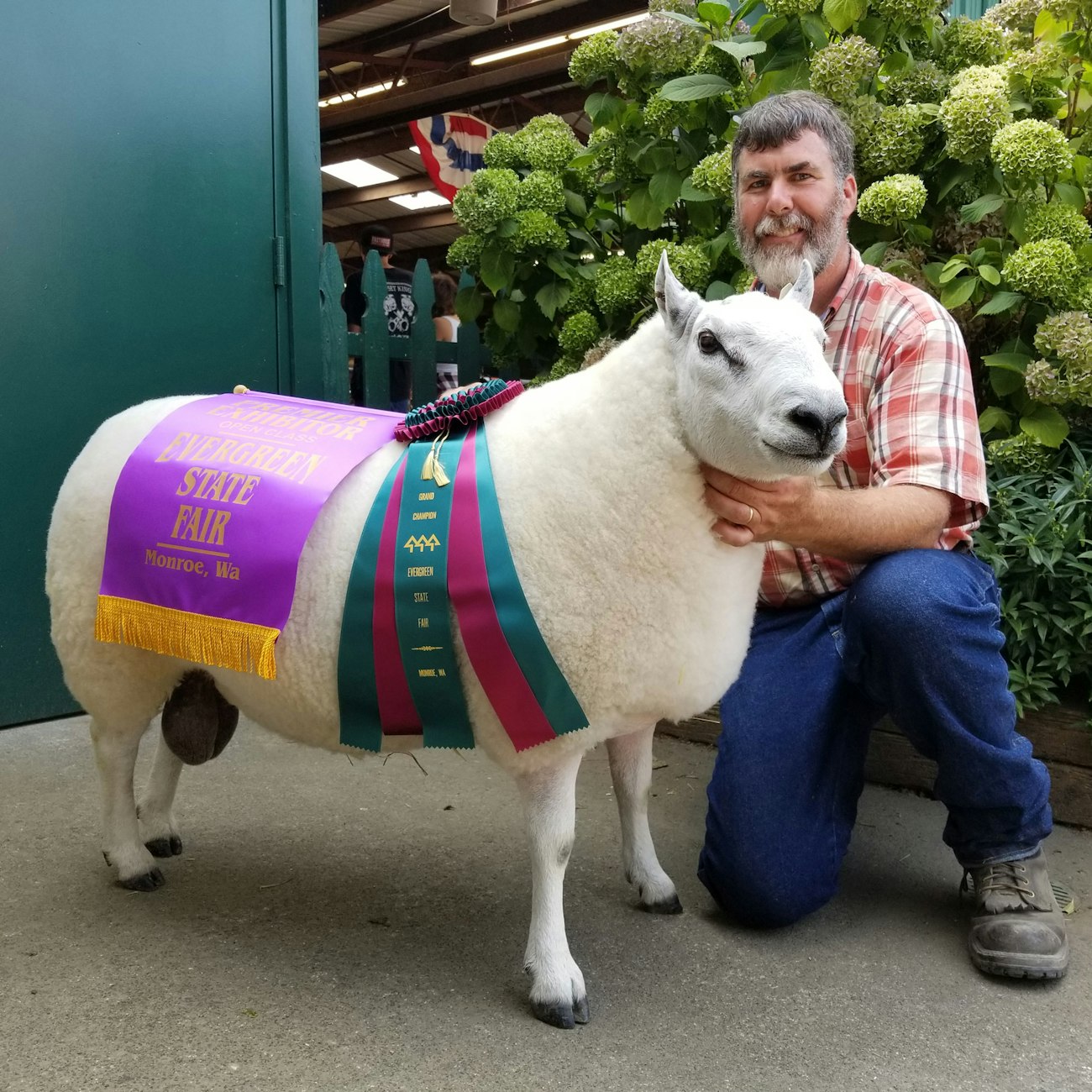 Dean-Hyden-with-Border-Cheviot-ram
