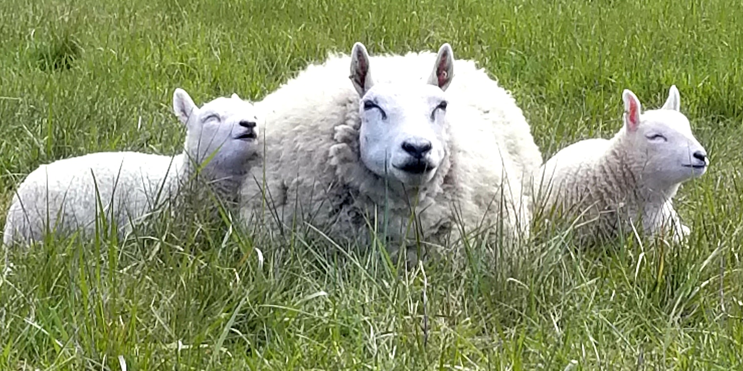 Ellie border cheviot