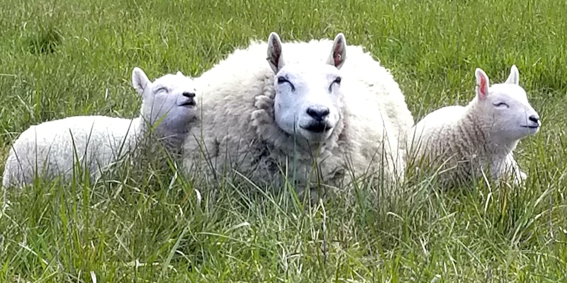 Ellie border cheviot