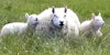 Meet the Sheep: Border Cheviot Image