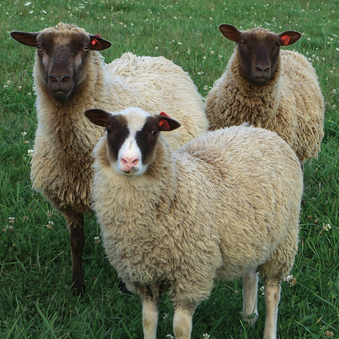 Shepherd-Dreams-2