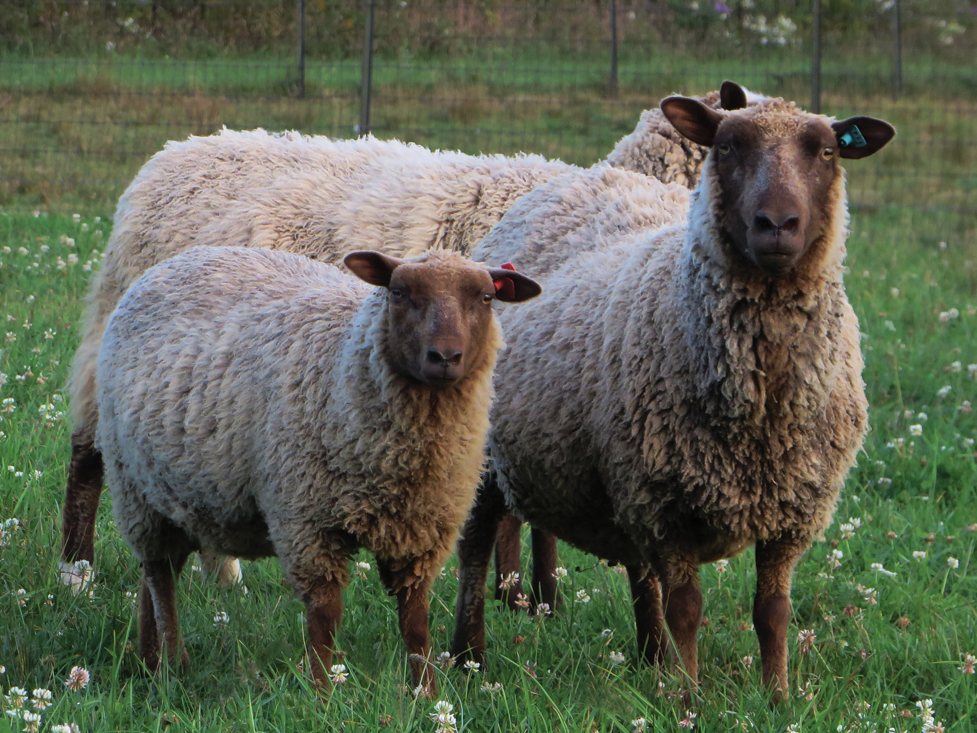 Shepherd-Dreams-5