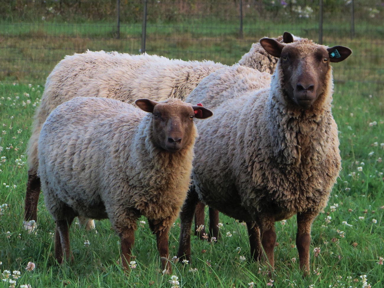 Shepherd-Dreams-5