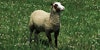 Shepherd Dreams:  What to Know About Starting a Handspinner’s Flock Image