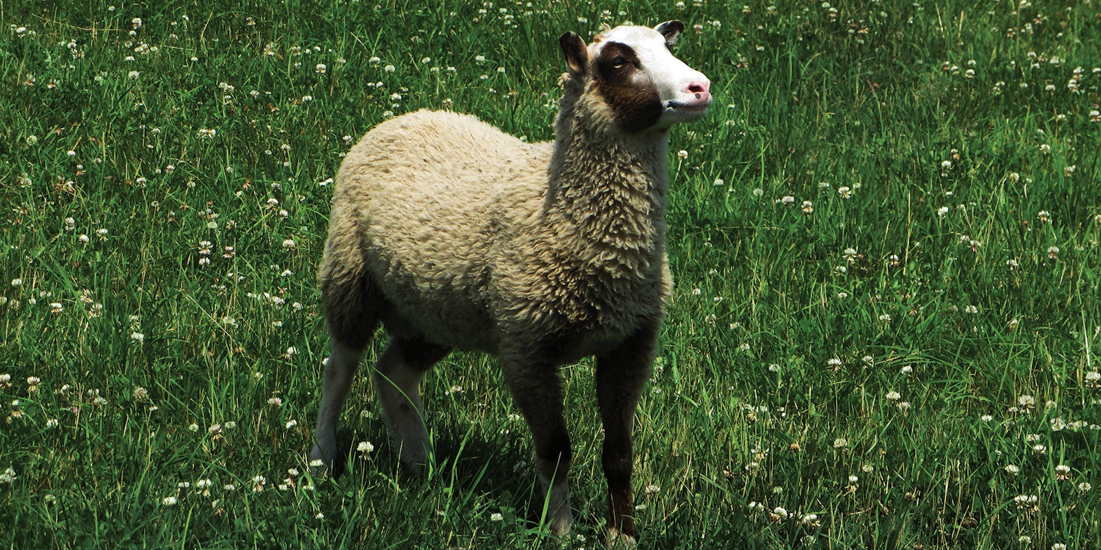 Shepherd Dreams: What to Know About Starting a Handspinner's Flock | Spin Off Shepherd Dreams: What to Know About Starting a Handspinner's Flock | Spin Off